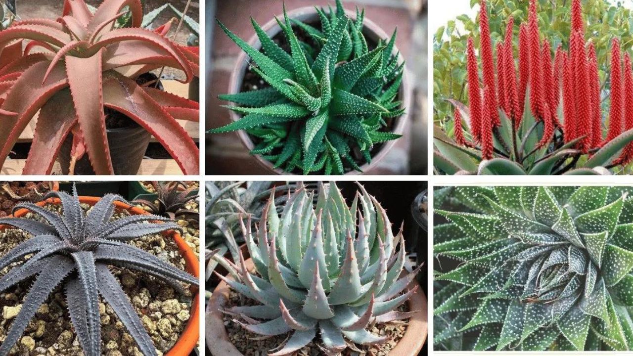 Aloe Vera varieties
